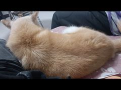 -瑞派福兴宠物医院犬猫全科·骨科·中西医结合(河东店)