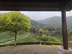 -龙坞茶村