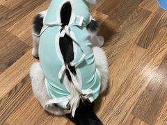 -纳吉亚猫专科动物医院(康都外科中心)