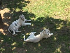 -西霞口神雕山野生动物世界