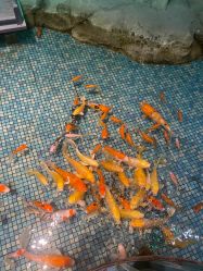 点击看大图 -酷嗒动物文化乐园(cutezoo西溪乐天城店)