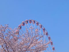 -顾村公园