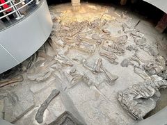 -自贡恐龙博物馆