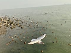 -深圳湾公园(南山区)