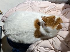 -平行世界·猫咖(首经贸店)
