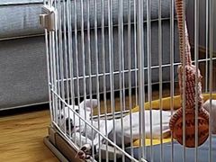 -美联众合动物医院·24h转诊中心