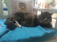 Anne猫窝咖啡屋-Anne猫窝咖啡屋