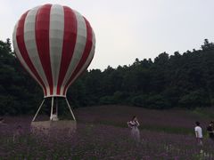 -大塘金香草谷