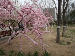 -大兴滨河森林公园