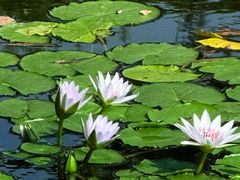 -国家植物园南园