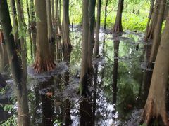 -溱湖国家湿地公园