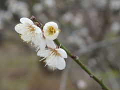 -广州市流溪河国家森林公园