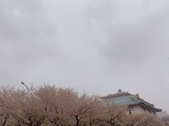 -武汉大学-樱园