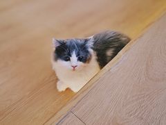-猫腻·猫咖·撸猫馆(星光大道店)