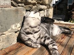 -喵屿·大理花园猫咖