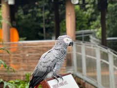 -新加坡飞禽公园