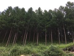 -塞罕坝国家级自然保护区