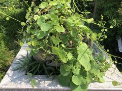 -广州神农草堂中医药博物馆