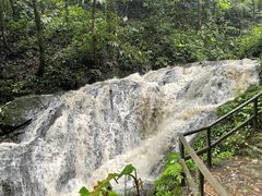 -莫里热带雨林景区