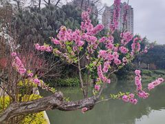 -西湖公园(鼓楼区)