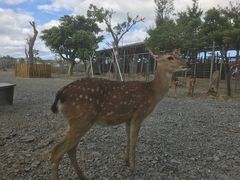 -鹿境梅花鹿生态园区
