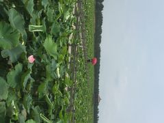 漩门湾国家湿地公园-漩门湾国家湿地公园