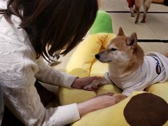 -逗柴咖啡屋·狗咖猫咖宠物桌游