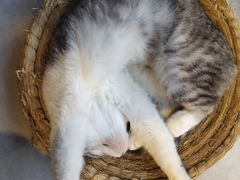 -猫儿山۰猫主题餐厅