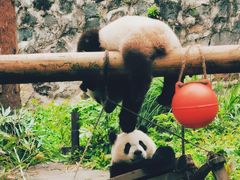 -都江堰中华大熊猫苑