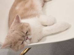 -飞行喵MR PILOT|猫舍·猫咖(静安大融城店)