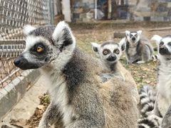 -哈尔滨北方森林动物园