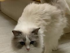 -全心全意连锁动物医院·微创中心·内科急重症·心脏专科(丰管路店)
