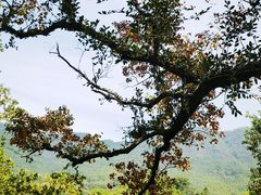 -塔川景区