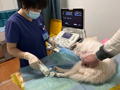 -北京观赏动物医院·24小时大型综合·猫专科·异宠专科