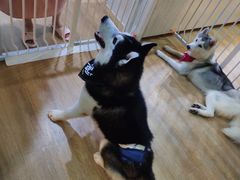 -Husky Go! 哈士奇体验馆·宠物咖啡厅狗咖