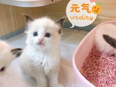 -十年猫舍·猫咪专门店(普陀店)
