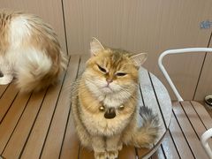 -唐小姐の私宠·宠物洗护美容·撸猫馆·购宠(周浦万达旗舰店)