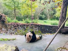 -都江堰中华大熊猫苑
