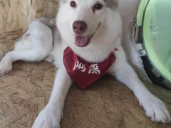 -Husky Go! 哈士奇体验馆·宠物咖啡厅狗咖