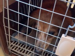 -瑞派申生动物医院·24H夜诊·国际动物医疗中心·骨外科(吴中路店)