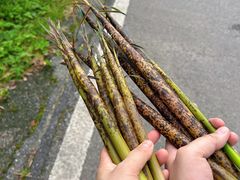 -长沙黑麋峰国家森林公园