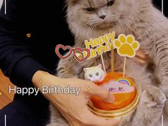 -屋虎猫馆(宝安大仟里店)