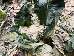 -万源龙顺度假庄园生态观光园