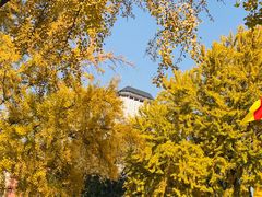 -三里屯东五街银杏大道