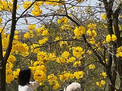 -天适樱花悠乐园