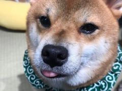 -逗柴咖啡屋·狗咖猫咖宠物桌游