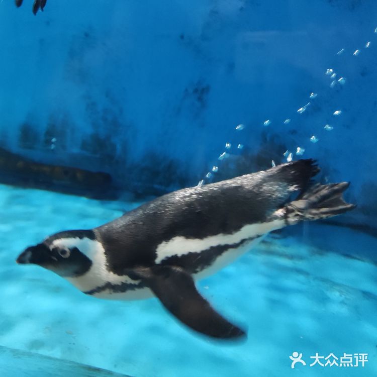 北京海洋馆暑期攻略