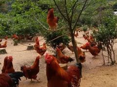 -食德喜·阳山鸡王食研基地