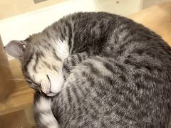 -有喵·猫咖·狗咖·30几只猫10只小狗(岗厦店)