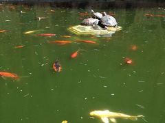 放生池-圆通禅寺